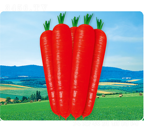 廣田3號-胡蘿卜種子-君川種業(yè)