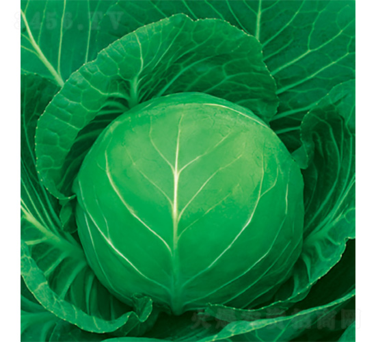 君月-甘藍(lán)種子-君川種業(yè)