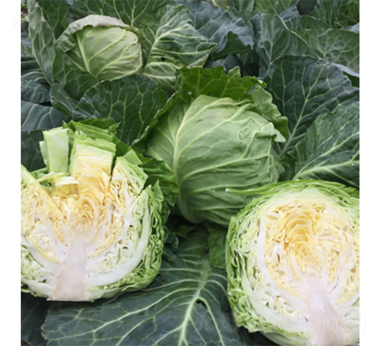 君川綠脆脆-甘藍種子-君川種業(yè)