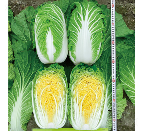 君川美格-白菜種子-君川種業(yè)