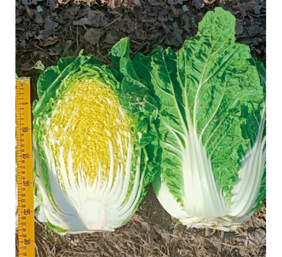 ��������-�ײ˷N��-�����N�I(y��)