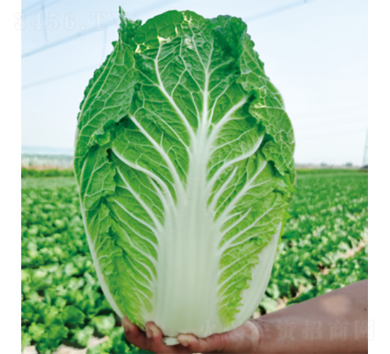 �����ʺ�-�ײ˷N��-�����N�I(y��)