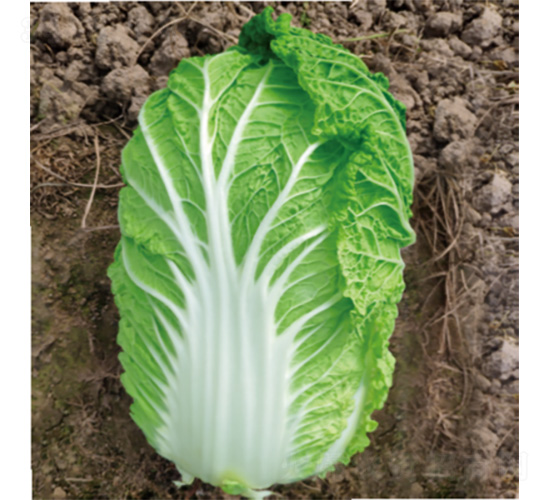 �������\��-�ײ˷N��-�����N�I(y��)