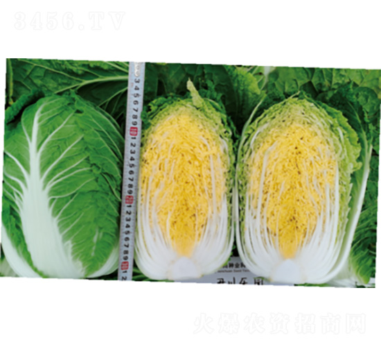 �������@-�ײ˷N��-�����N�I(y��)