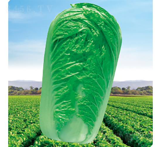 CR����2̖(h��o)-�ײ˷N��-�����N�I(y��)