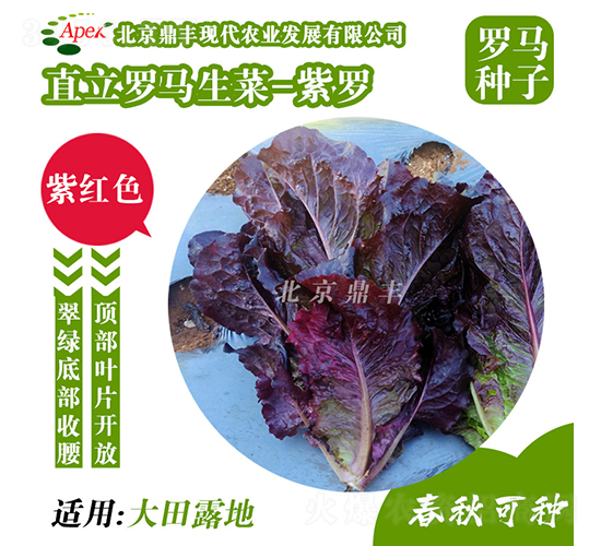 ���_-���˷N��-���S�r�I(y��)