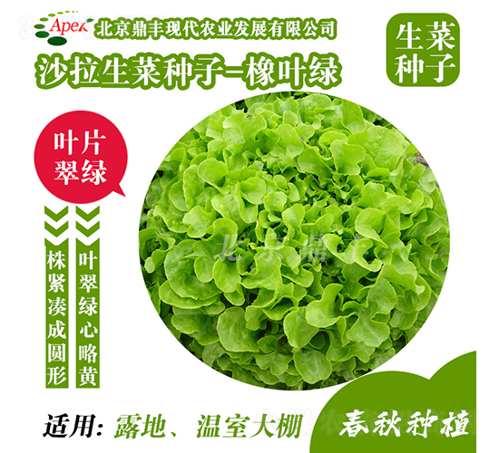 橡葉綠-生菜種子-鼎豐農業(yè)