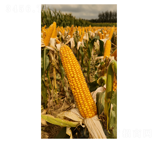 ���׷N��-���y�d��