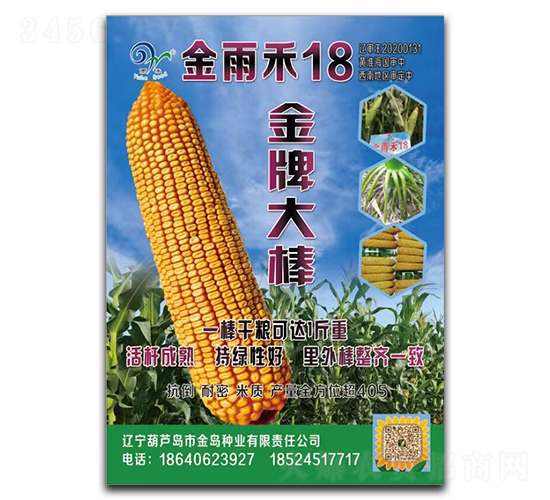 金雨禾18（金牌大棒）-玉米種子-中科正高