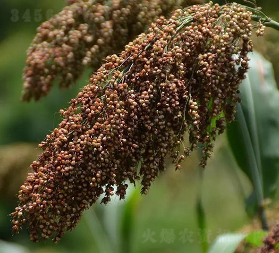 紅梁豐1號-高粱種子-神農(nóng)科技