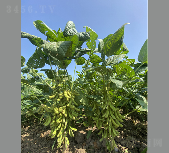 �϶�24-�󶹷N��-���r(n��ng)�Ƽ�