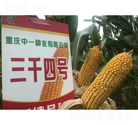 三千4號（山地小鋼炮）-玉米種子-神農(nóng)科技