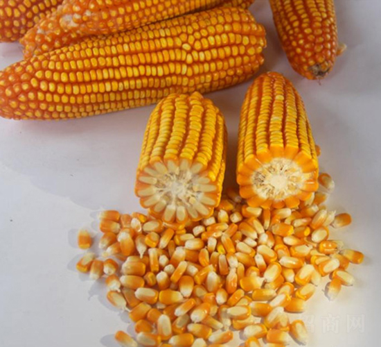 新中玉4號-玉米種子-神農(nóng)科技