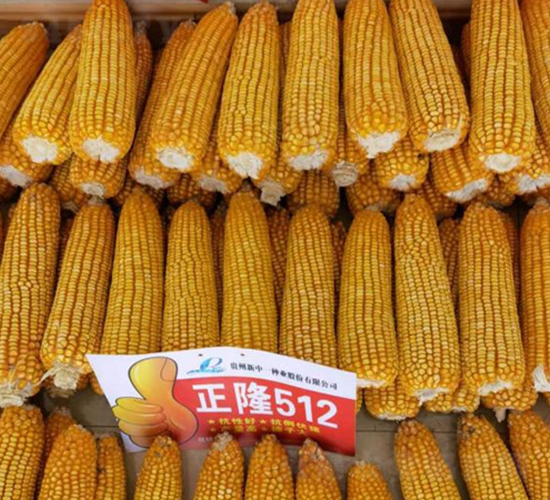 正隆512-玉米種子-神農科技