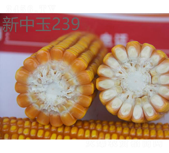 新中玉239-玉米種子-神農(nóng)科技