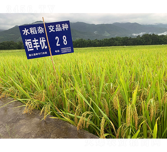 恒豐優(yōu)28（二級清香稻）-水稻種子-神農(nóng)科技