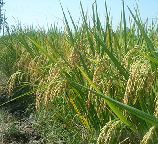 兆優(yōu)5431（高產(chǎn)、抗倒優(yōu)質(zhì)品種）-水稻種子-神農(nóng)科技