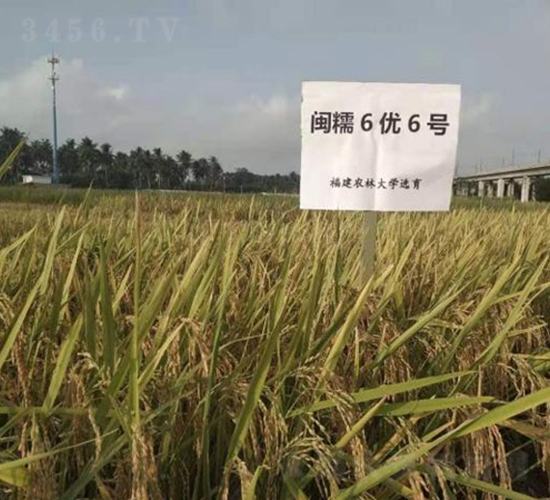 閩糯6優(yōu)6號(hào)-水稻種子-神農(nóng)科技