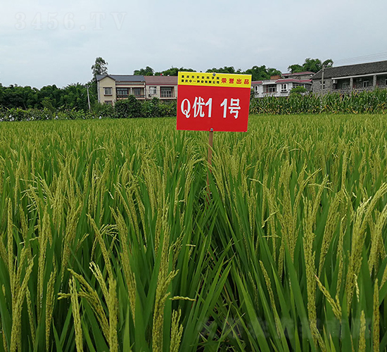 Q優(yōu)11號(hào)（豪華大粒香稻）-水稻種子-神農(nóng)科技