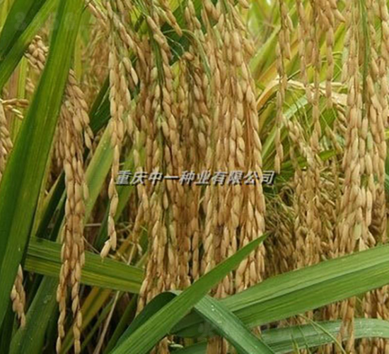 Q優(yōu)6號(hào)-水稻種子-神農(nóng)科技