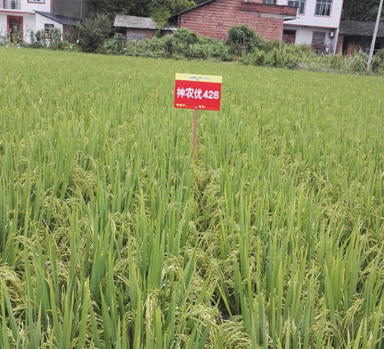 神農優(yōu)428-水稻種子-神農科技