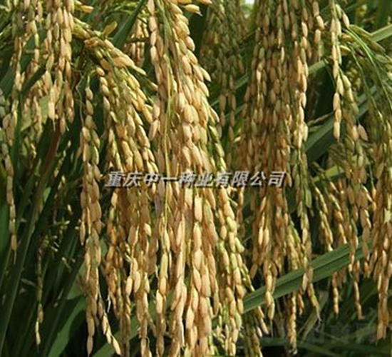 Q��(y��u)5̖(h��o)-ˮ���N��-���r(n��ng)�Ƽ�