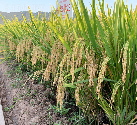 ���r(n��ng)��(y��u)422��ֱ����(y��u)�x����-ˮ���N��-���r(n��ng)�Ƽ�