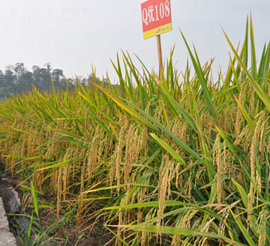 Q��(y��u)108-ˮ���N��-���r(n��ng)�Ƽ�