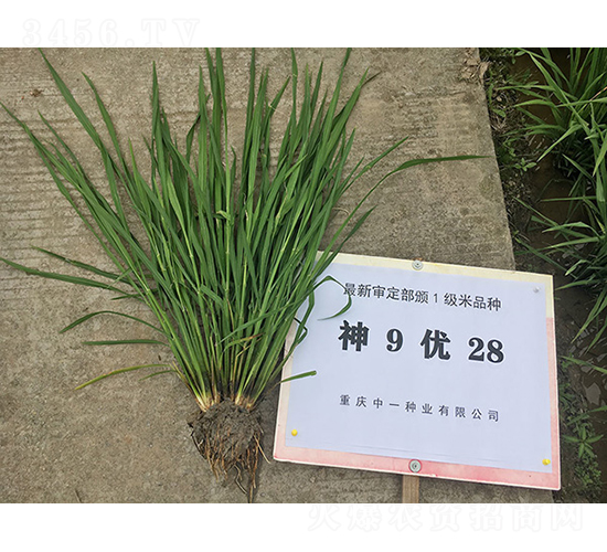 ��9��(y��u)28�����浾��-ˮ���N��-���r(n��ng)�Ƽ�