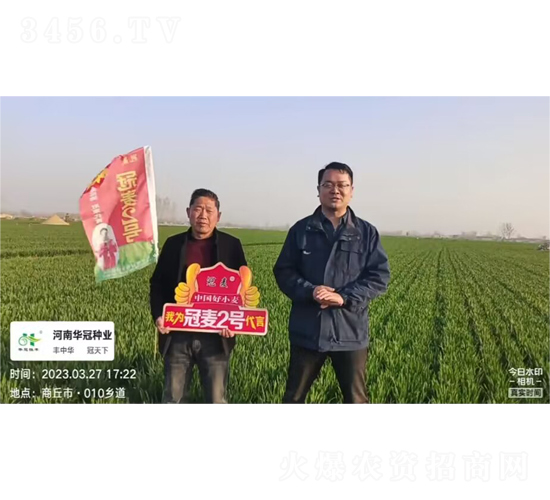 冠麥2號(hào)-小麥種子-興華種業(yè)