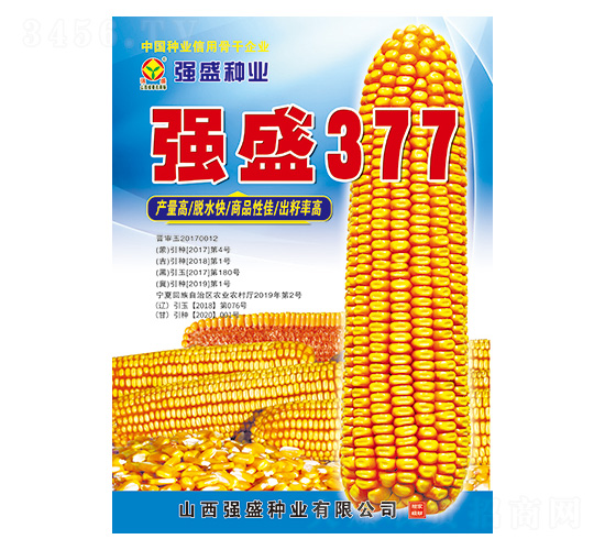 強盛377-玉米種子-強盛種業(yè)