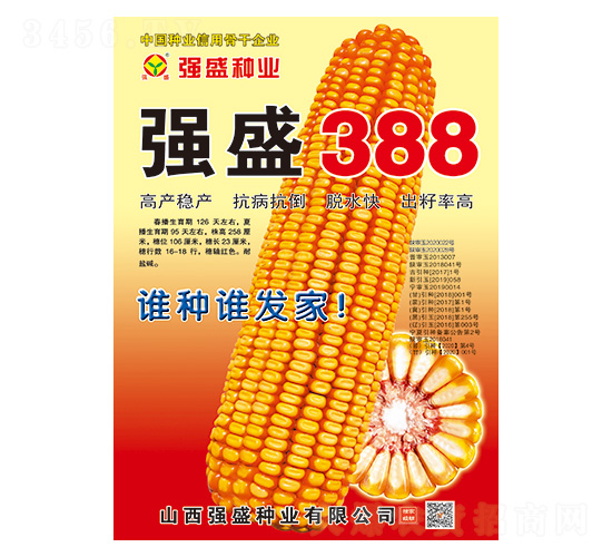 強(qiáng)盛388-玉米種子-強(qiáng)盛種業(yè)