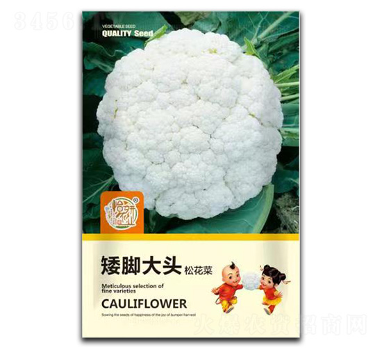 矮腳大頭松花菜種子-怡妍農(nóng)業(yè)