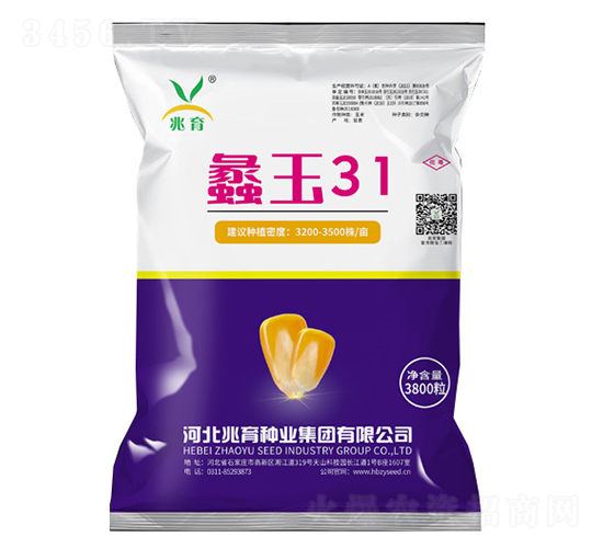 蠡玉31-玉米種子-兆育種業(yè)