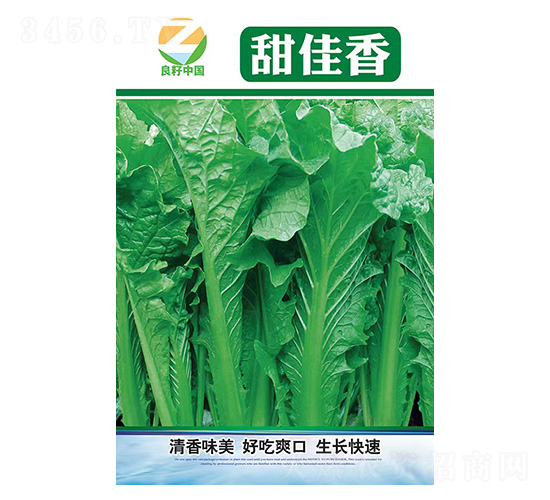 白菜種子-甜佳香-良籽農(nóng)業(yè)