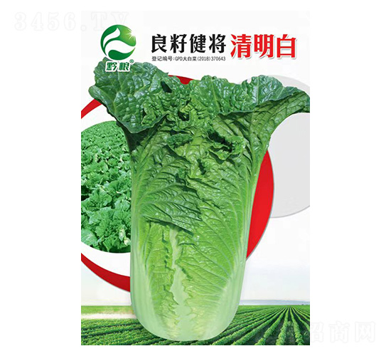 白菜種子-良籽健將清明白-良籽農(nóng)業(yè)