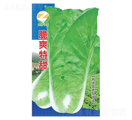 白菜種子-脆爽特甜-良籽農(nóng)業(yè)