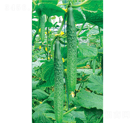 蒙鼎北極星-黃瓜種子-和潤(rùn)農(nóng)業(yè)