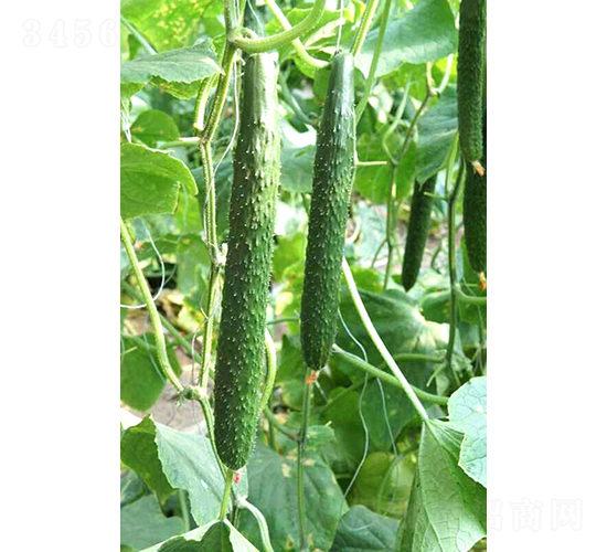 �f�_(d��)C19-�S�ϷN��-�͝�(r��n)�r(n��ng)�I(y��)