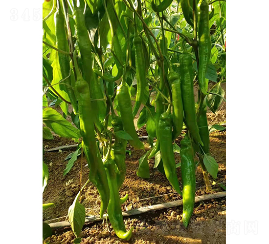 �����511-�����N��-�͝��r(n��ng)�I(y��)