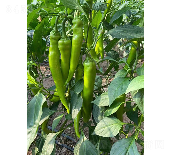 �����519-�����N��-�͝�(r��n)�r(n��ng)�I(y��)