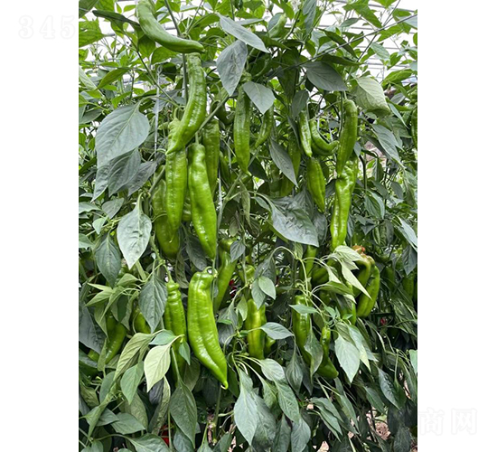 �����517-�����N��-�͝�(r��n)�r(n��ng)�I(y��)