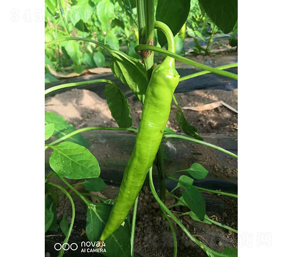 辣伙伴504-辣椒種子-和潤(rùn)農(nóng)業(yè)