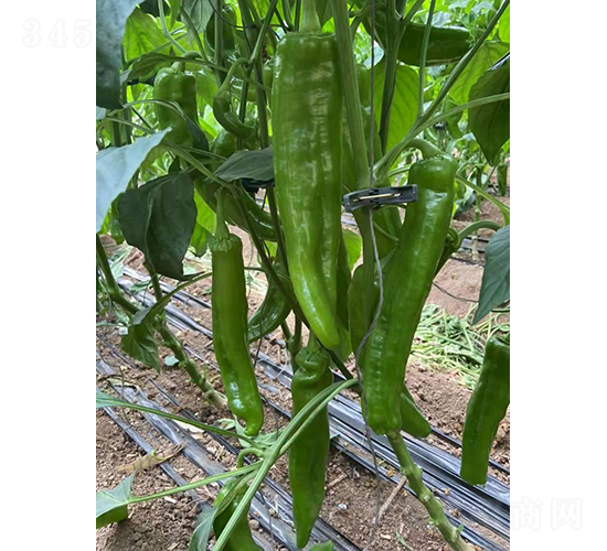 �����521-�����N��-�͝��r(n��ng)�I(y��)