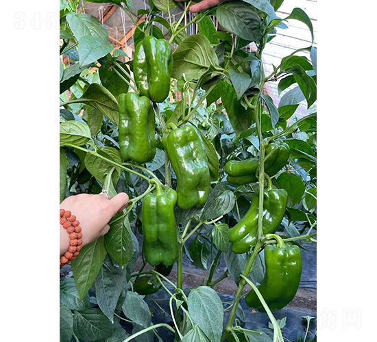 �ཷ5657-�����N��-�͝�(r��n)�r(n��ng)�I(y��)