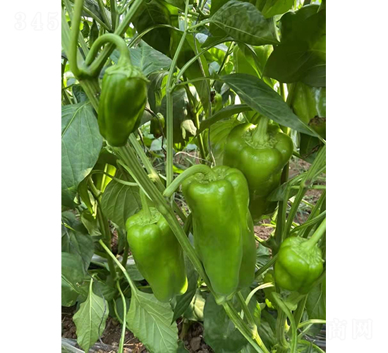 �躮-�����N��-�͝�(r��n)�r(n��ng)�I(y��)