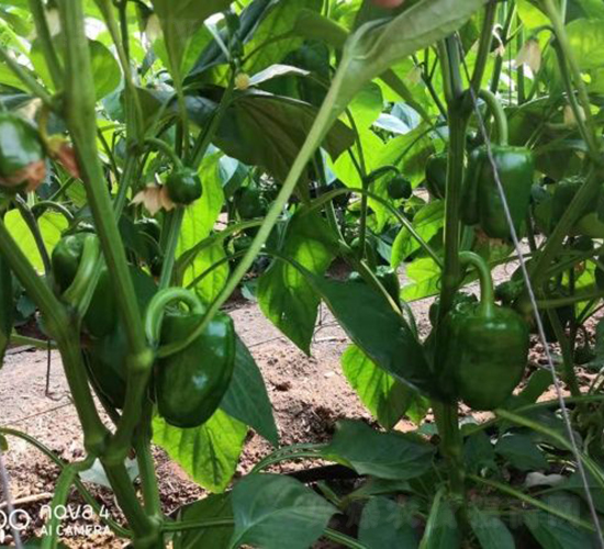 SV3964PB-�����N��-�͝��r(n��ng)�I(y��)