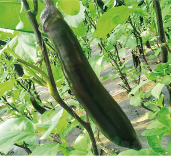 ����һ̖-���ӷN��-�͝��r(n��ng)�I(y��)