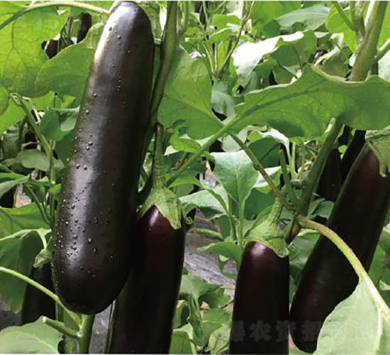 �͝��L��һ̖-���ӷN��-�͝��r(n��ng)�I(y��)