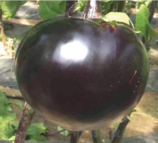 �͝�(r��n)�A��1̖(h��o)-���ӷN��-�͝�(r��n)�r(n��ng)�I(y��)